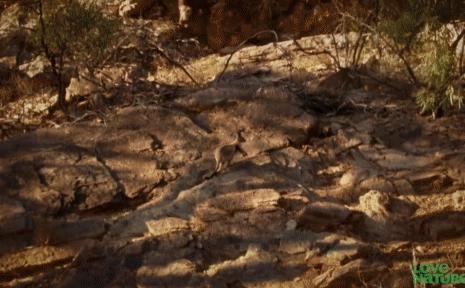 Kangaroo bị loài chim lớn nhất nước Úc tấn công từ trên cao: Kết cục bi thảm!