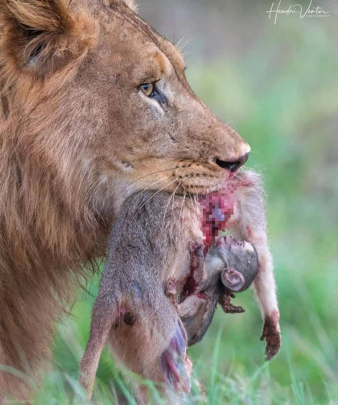 Chụp khoảnh khắc sư tử ngậm con mồi trong miệng, nhiếp ảnh gia phóng to ảnh xem mới nhận ra sự thật đau lòng - Ảnh 4.