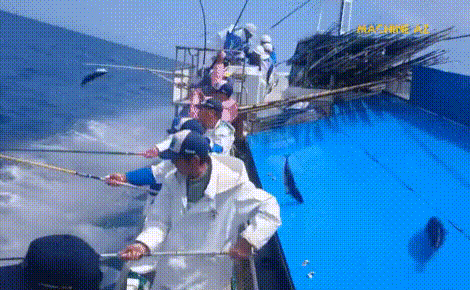 Tại sao ngư dân có thể câu cá ngừ 'siêu tốc' mà không tốn thời gian lắp mồi lẫn gỡ cá?