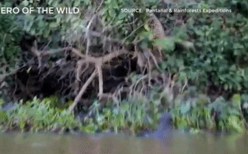 Báo đốm săn mồi trong lãnh địa bầy rái cá, bị tấn công tới chảy máu chân