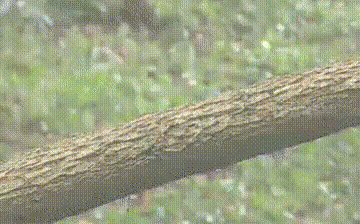 Tắc kè đụng độ rắn lục cực độc trên cành cây, trận chiến kết thúc với kết quả khó tin