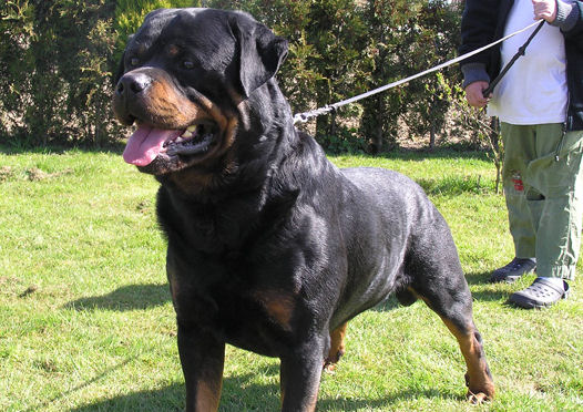 Vụ chó cắn tử vong bé 10 tháng tuổi ở Mỹ: Loài Rottweiler nguy hiểm đến mức nào so với Pitbull? - Ảnh 1.