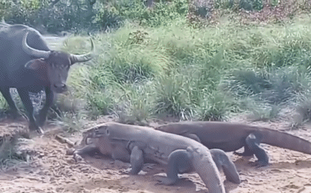 Một mình trâu mẹ chiến đấu với bầy rồng Komodo để bảo vệ con - kết cục bi thương