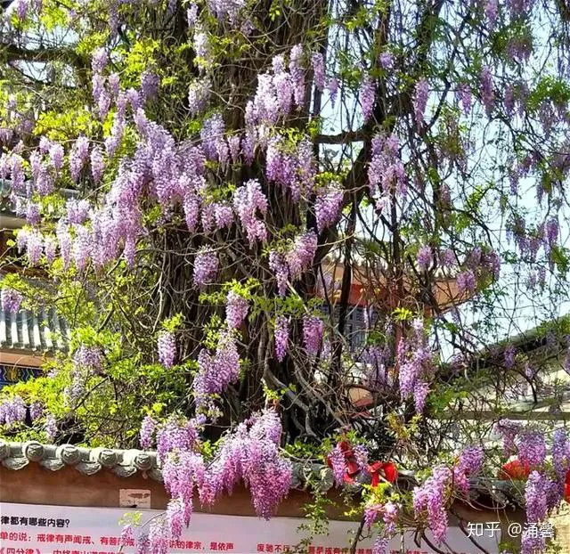 Top 10 cây nghìn tuổi tại Trung Quốc, có cây tới giờ vẫn nở hoa - Ảnh 2.