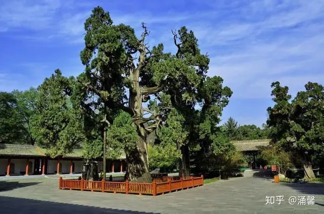 Top 10 cây nghìn tuổi tại Trung Quốc, có cây tới giờ vẫn nở hoa - Ảnh 3.