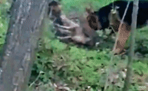 Chó sói bị hai chó Béc giê tấn công bên bìa rừng, cái kết bi thảm cho kẻ săn mồi hoang dã