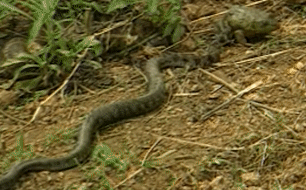 Bị rắn tấn công ếch bỗng phồng cơ thể như quả bóng - có thể sống sót?