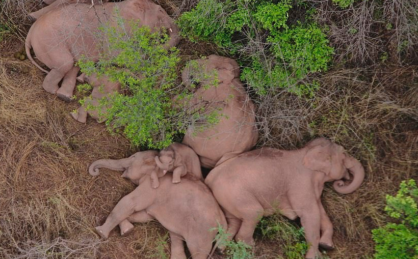 Rời khu bảo tồn chu du 500km, gây thiệt hại 1,1 triệu USD, đàn voi bất trị đã chịu dừng chân lại một thị trấn nhỏ