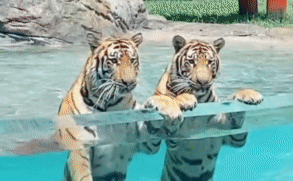 Hổ cũng có lúc cute như thế này đây!