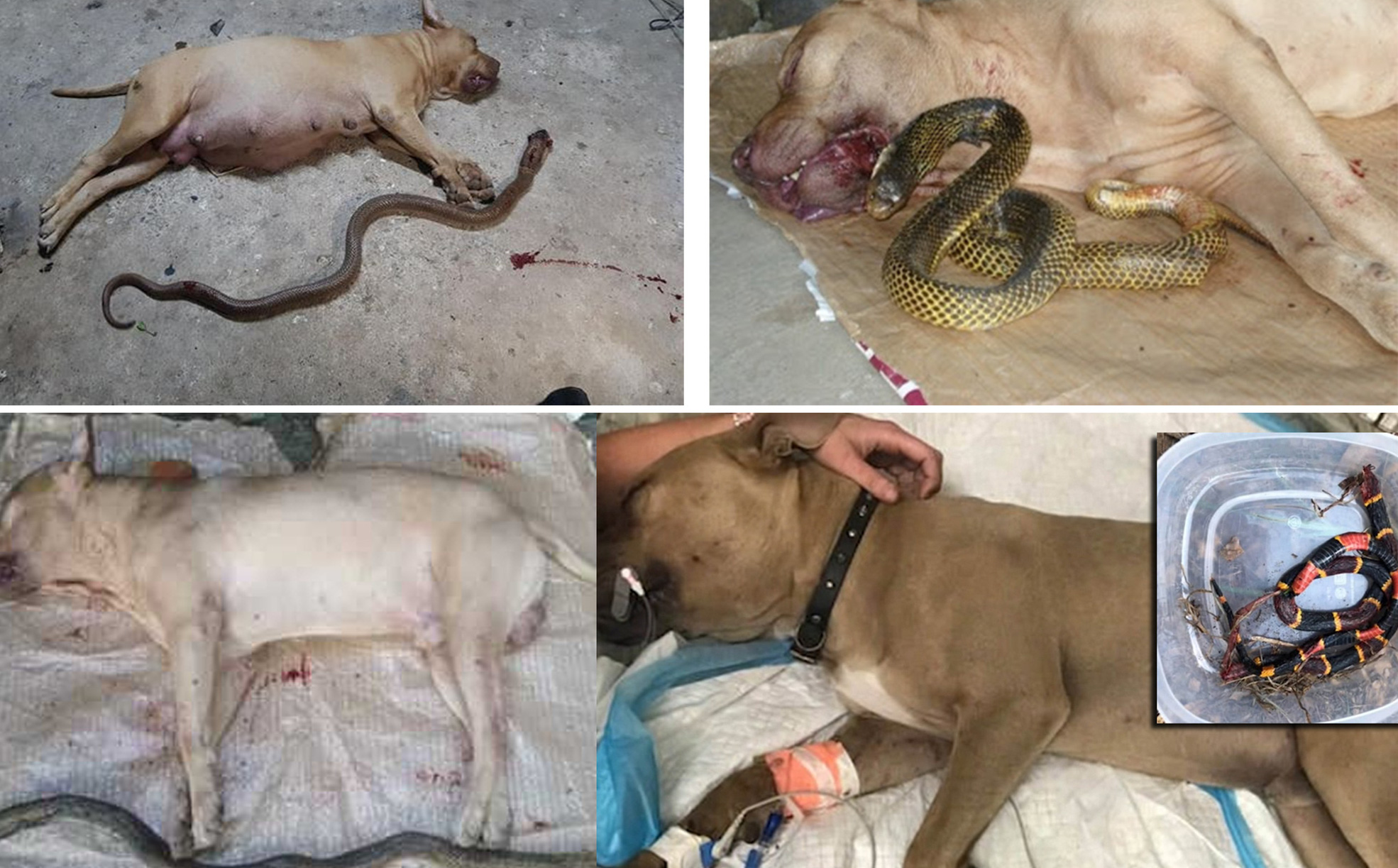 Tại sao khi đối đầu với các loài rắn độc, 'vua chó chọi' Pitbull lại thường thất thế hay bị giết chết?