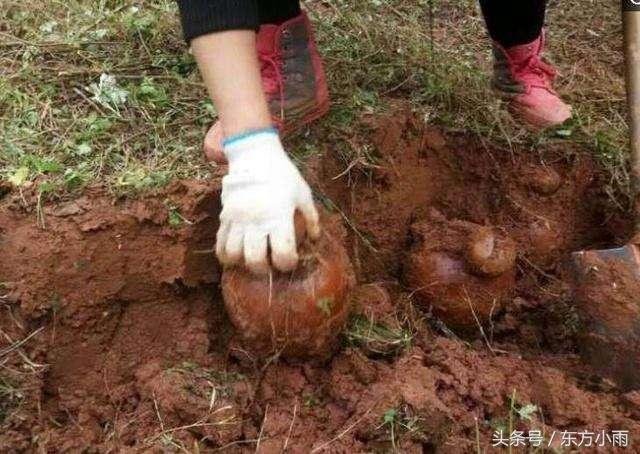 Hàng trăm bình gốm cổ được tìm thấy trên ruộng: Chuyên gia tìm đến, mặt mũi liền biến sắc và nói một câu khiến tất cả dân làng khóc trong sợ hãi - Ảnh 1.