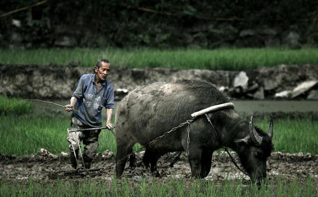 Lão nông cày trúng “nồi đất” hình thù kỳ lạ, chuyên gia nói 1 câu khiến ông lão &quot;ngất vì sung sướng&quot;!