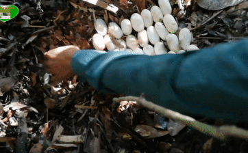 Nhóm người đi rừng phát hiện tổ rắn hổ mang chúa 35 trứng dưới tổ ong siêu khủng