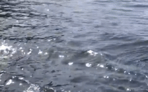 Bầy cá voi sát thủ bỗng bao vây những con thuyền và tấn công ngay sát mạn thuyền, điều gì đang xảy ra?