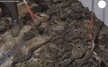 Cảnh tượng kinh hoàng: Hàng ngàn con rắn đuôi chuông 'kêu gào' vì cuộc thảm sát đẫm máu