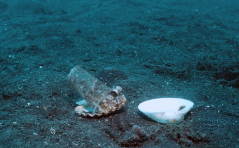 Gần 18 triệu lượt xem thợ lặn kiên nhẫn đặt vỏ sò cạnh chiếc cốc nhựa dưới đáy biển - Chuyện gì xảy ra?