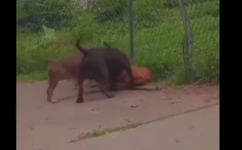 Kinh hoàng cảnh ba con chó Pitbull tụ tập tấn công, giết chết đồng loại