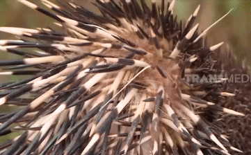 Điều gì xảy ra khi lốp ô tô cán qua lông nhím? Liệu sợi lông có đủ làm thủng lốp?