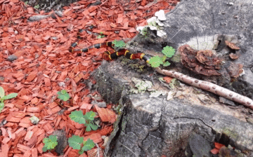 Đối đầu với loài rắn nguy hiểm bậc nhất Bắc Mỹ, rắn độc Copperhead cũng bị nuốt gọn không thương tiếc