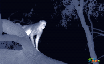 Bầy khỉ đầu chó đang ngủ ngon trên cây thì bất ngờ bị tập kích, 1 con bỏ mạng ngay sau đó