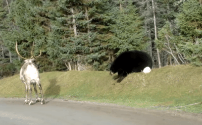 Tuần lộc bị gấu đen chặn đường, số phận của con vật sẽ ra sao?