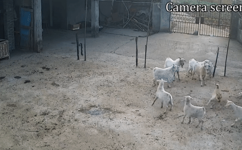 Chó hoang liều lĩnh đột nhập vào chuồng và 'điên cuồng' tấn công cừu - Khó tin nhất là hành động sau đó!
