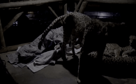 Nhà động vật học ngủ với bầy báo săn, nửa đêm chúng bỗng thức giấc và tiến về phía ông