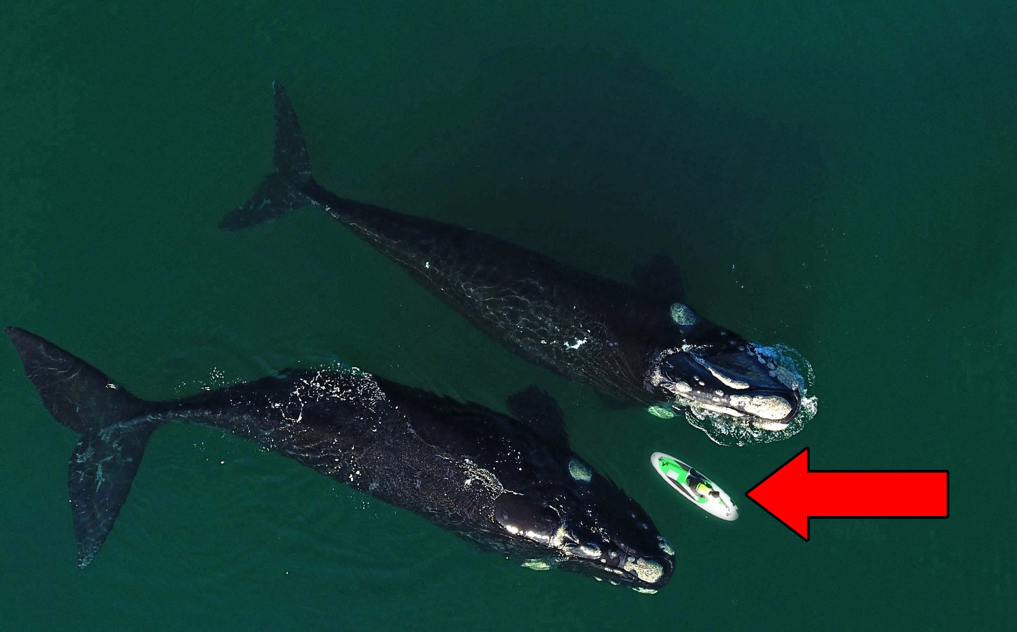 Hai con cá voi bất ngờ tiếp cận chiếc ván và hành động bất ngờ của chúng sau đó