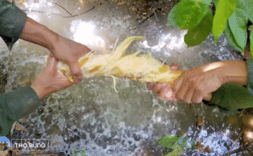 Lấy rễ cây đập dập bỏ xuống nước, lát sau cá thi nhau ngoi lên bờ: Thu hoạch đầy ắp!