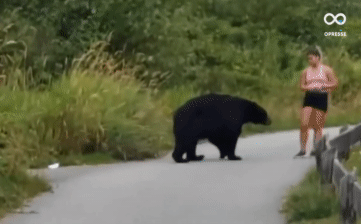 Đang chạy bộ thì bị gấu đen to lớn chặn đường, cô gái đã làm gì để thoát hiểm?