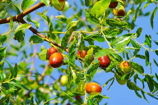 Cổ nhân khuyên: Trồng 5 loại cây này trước sân nhà, con cháu đời đời phú quý! - Ảnh 5.