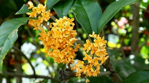 Cổ nhân khuyên: Trồng 5 loại cây này trước sân nhà, con cháu đời đời phú quý! - Ảnh 6.