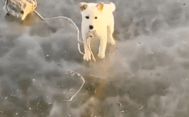 Chó con bị buộc vào đá, vứt giữa sông băng: CĐM phẫn nộ, mong chủ nhân &quot;gặp quả báo&quot;