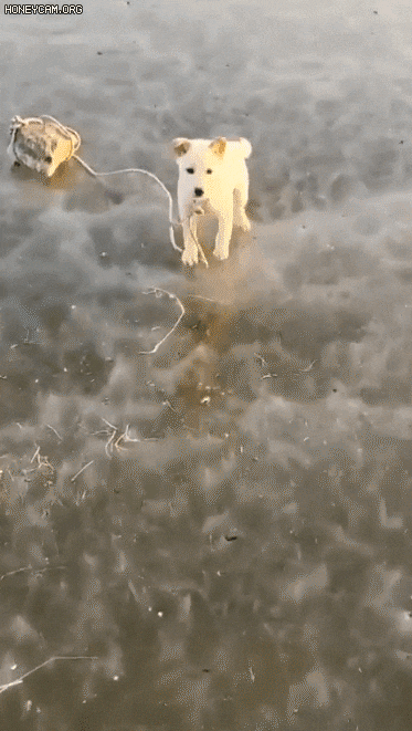 Chó con bị buộc vào đá, vứt giữa sông băng: CĐM phẫn nộ, mong chủ nhân gặp quả báo - Ảnh 2.