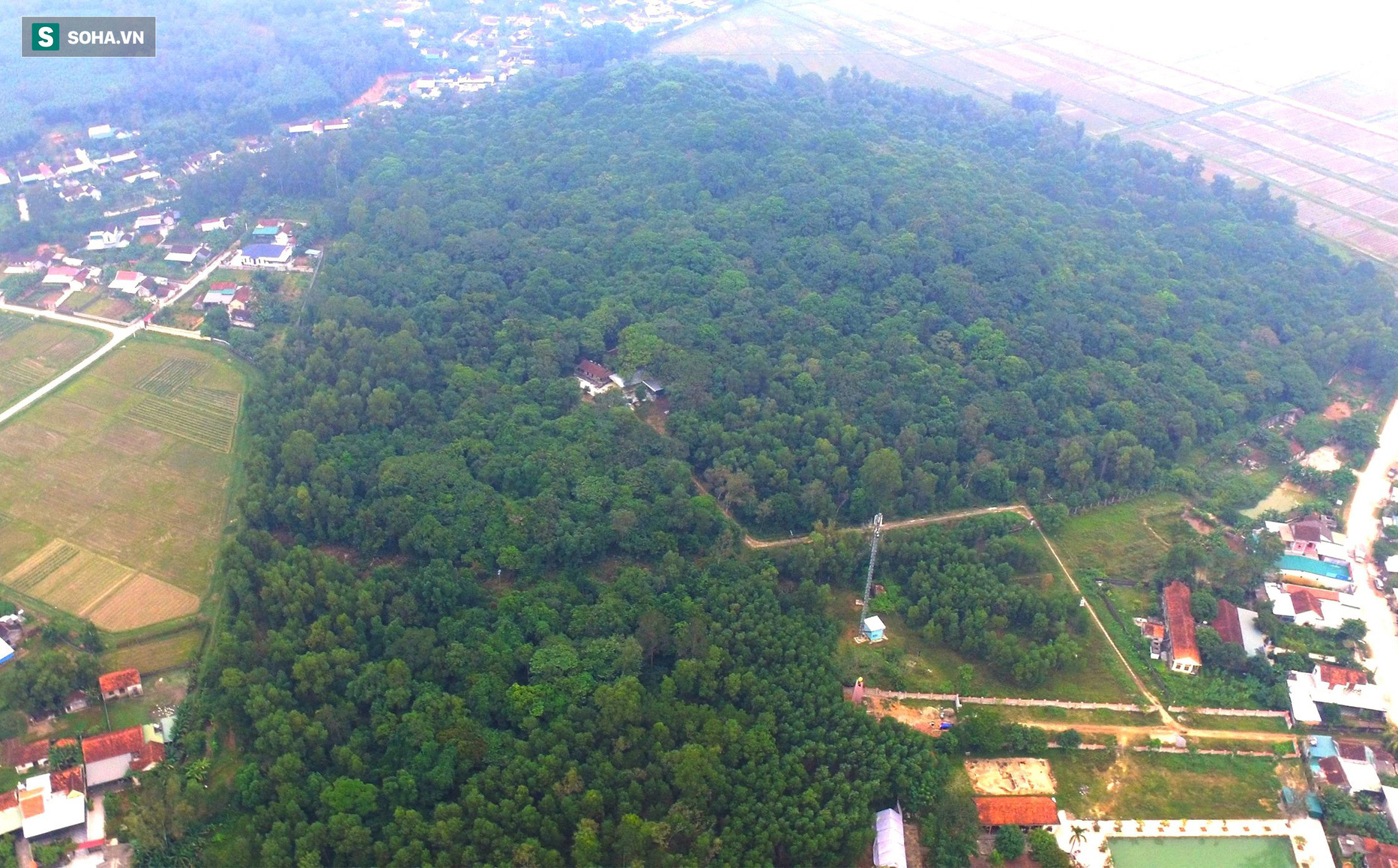 &quot;Báu vật&quot; hơn 300 năm tuổi trong vùng dân cư đông đúc ở Nghệ An