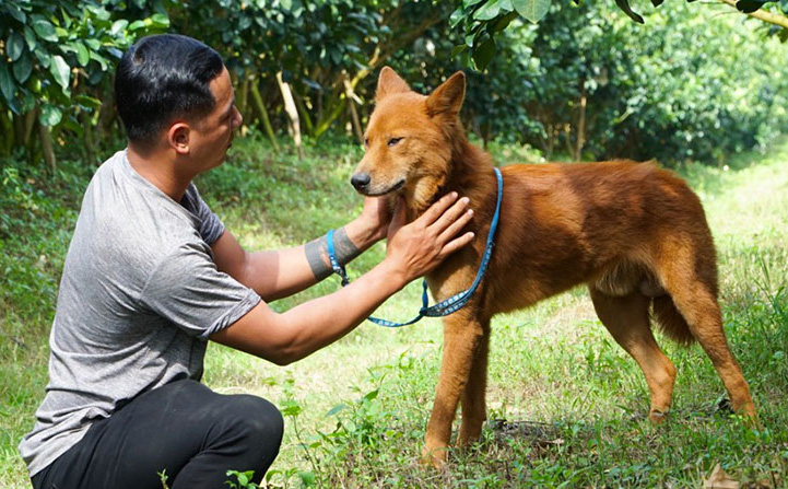 Loài chó Việt được vua Lê Lợi cho ra chiến trận và “mối tình” của chàng trai Hà Nội