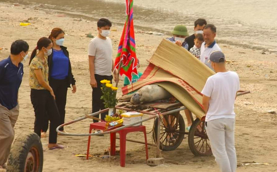 Dân làng xúm lại làm lễ, đào mộ chôn cất cá voi 30kg trong nghĩa trang