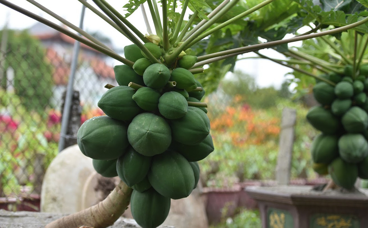 Loại quả được nhà thám hiểm lừng danh tôn vinh 