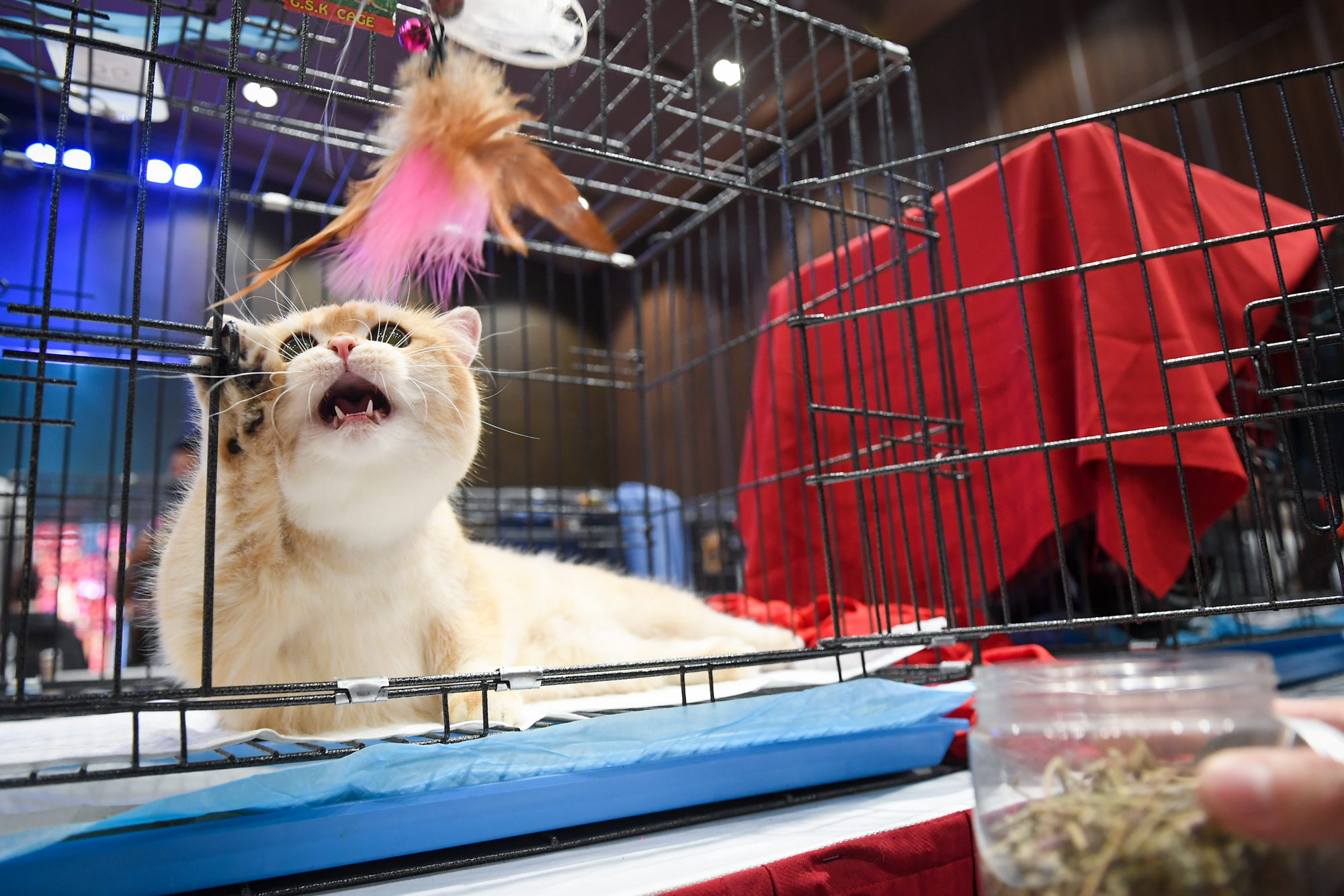 Cuộc thi của những bé mèo trăm triệu, được giải có thể tăng giá vài lần - Ảnh 9.