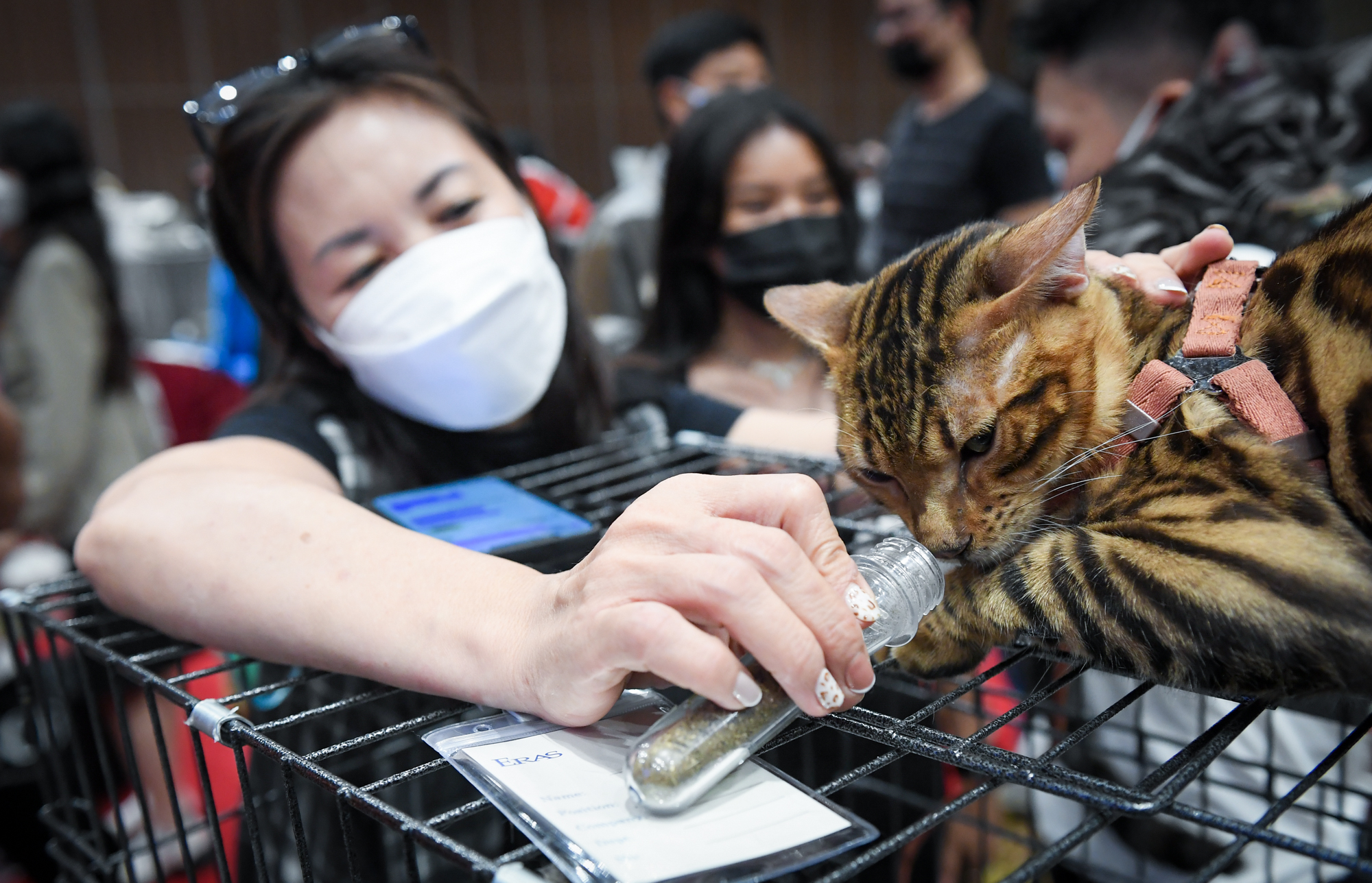 Cuộc thi của những bé mèo trăm triệu, được giải có thể tăng giá vài lần - Ảnh 11.
