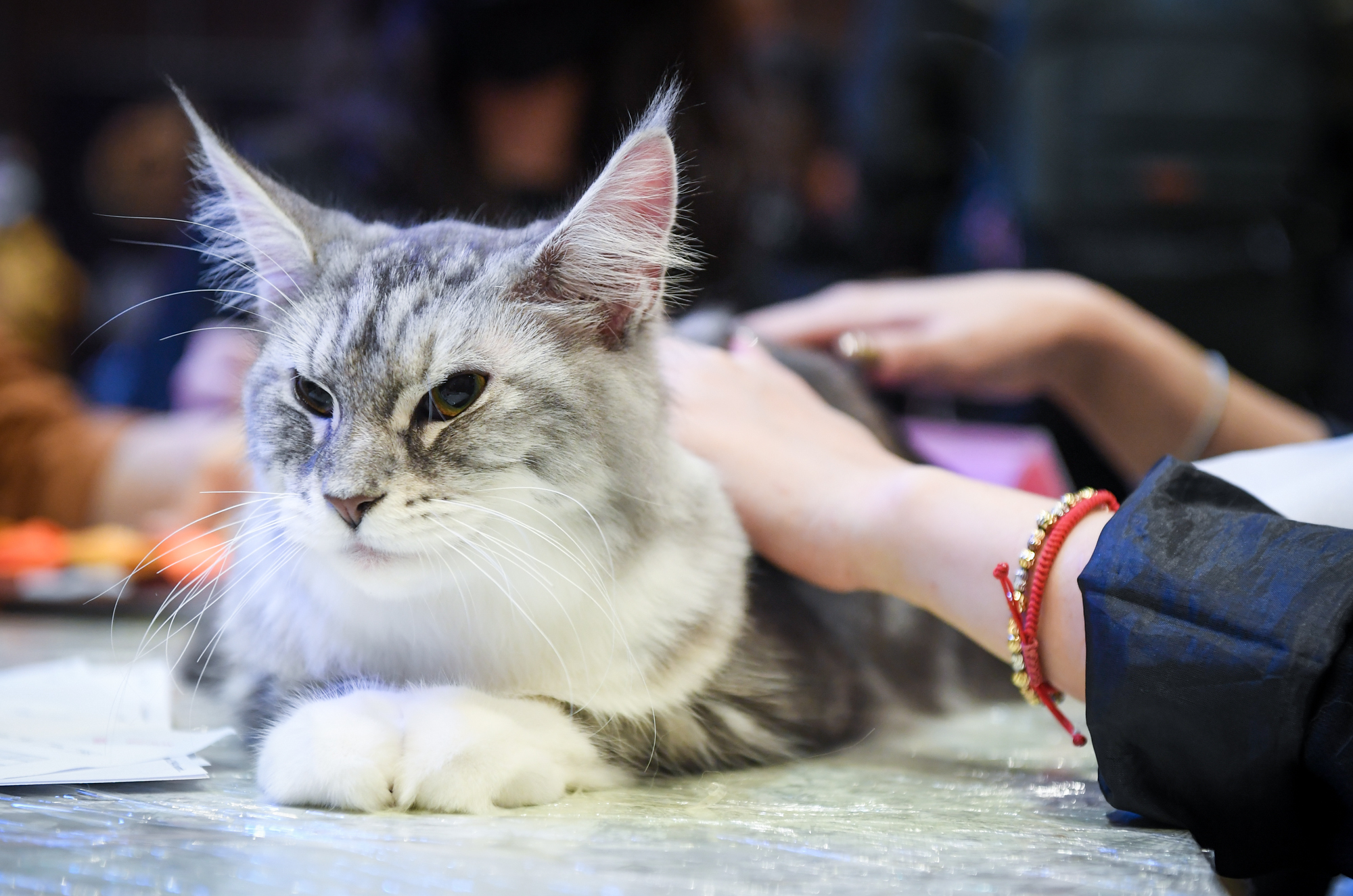 Cuộc thi của những bé mèo trăm triệu, được giải có thể tăng giá vài lần - Ảnh 4.