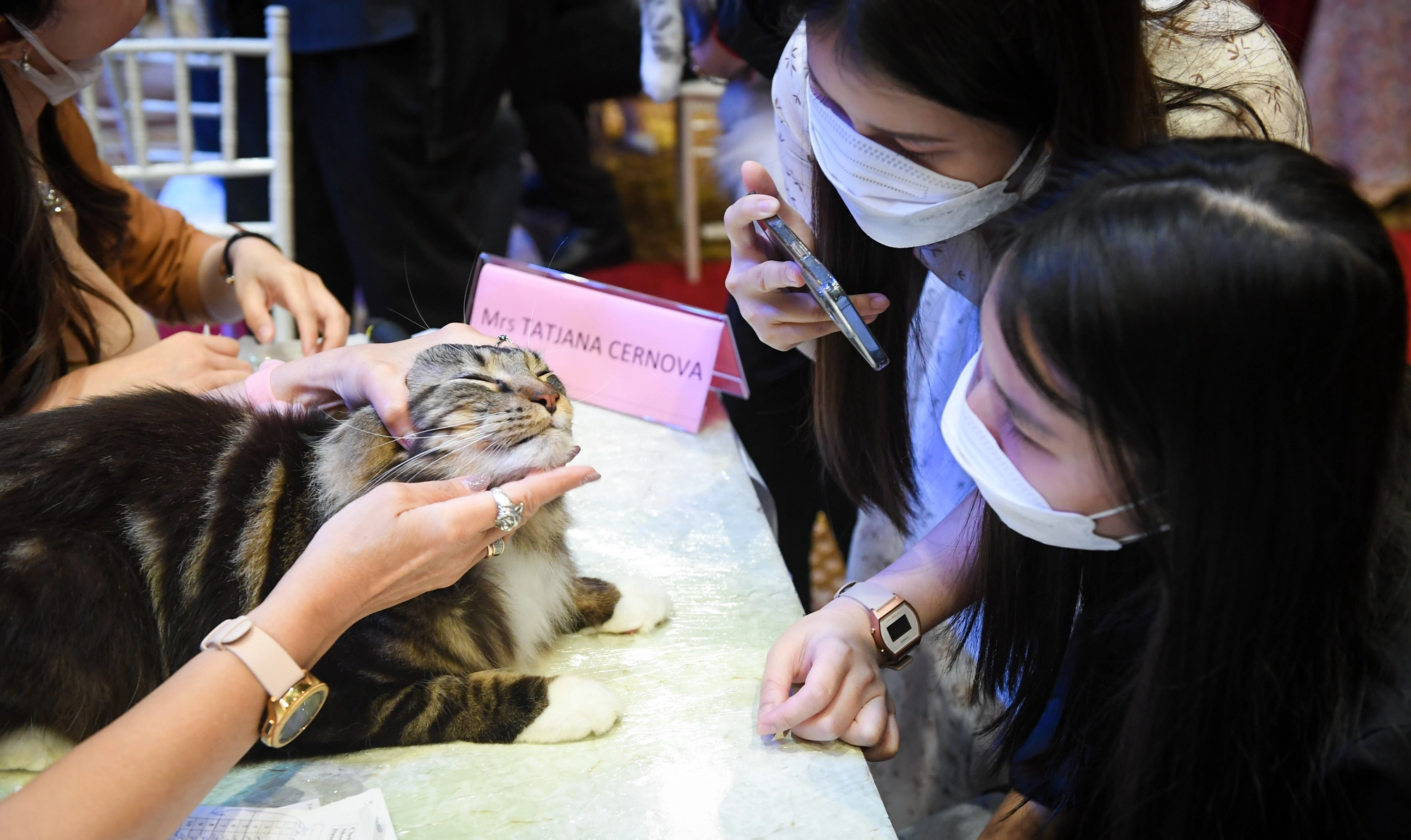 Cuộc thi của những bé mèo trăm triệu, được giải có thể tăng giá vài lần - Ảnh 8.