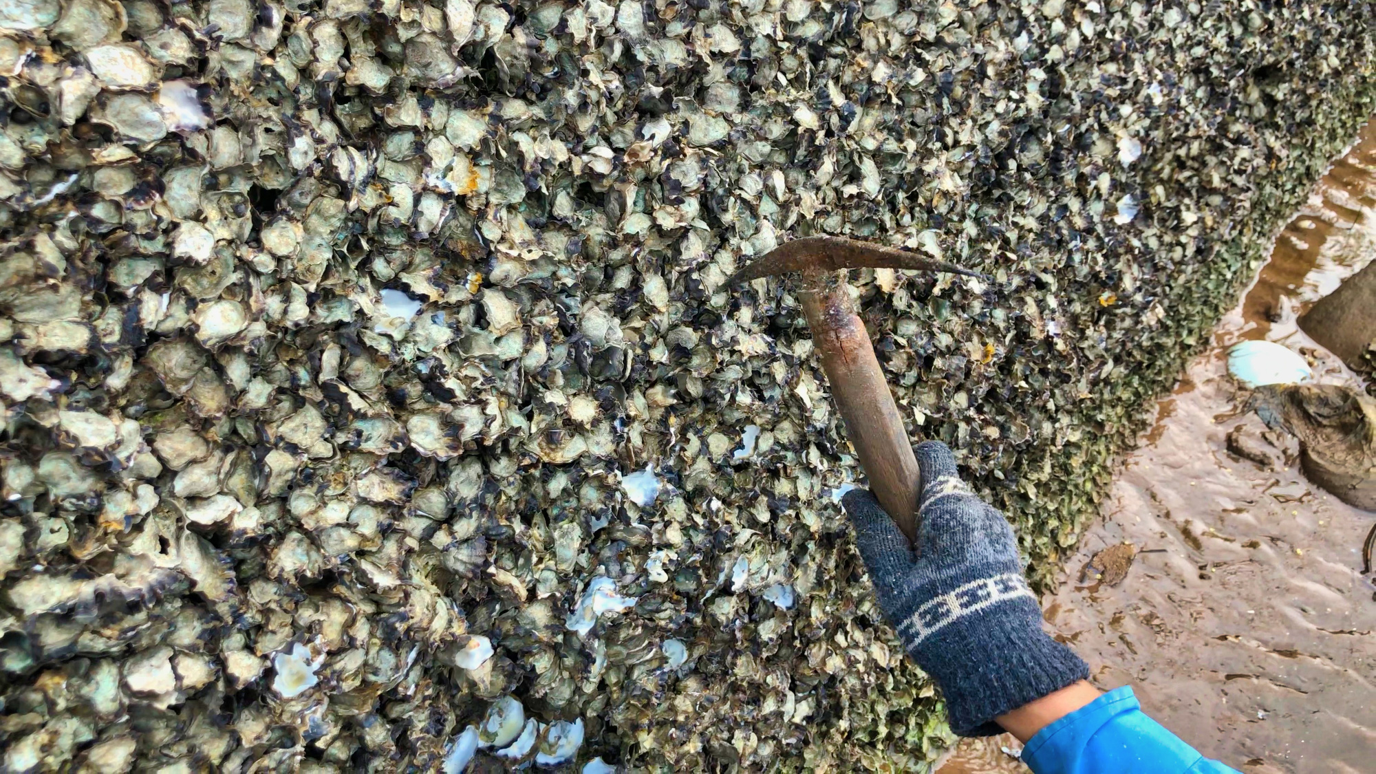 Tần tảo kiếm sống bằng nghề cầm búa ra biển chọc đá, bắt con vật tốt cho sinh lý đàn ông - Ảnh 7.