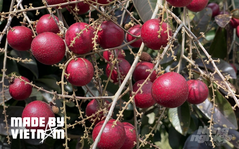 Loại cây cực quý ở Việt Nam: Mua xong bán lại 