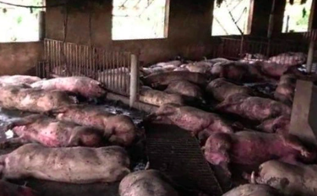 Sét đánh chết đàn lợn 229 con ở Thái Bình