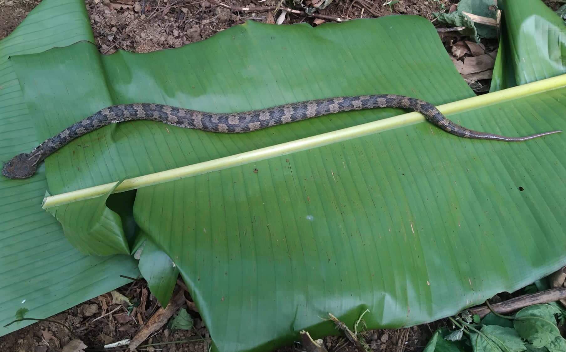 Bị rắn cắn, người phụ nữ phải tới Bạch Mai điều trị: Là loài hiếm gặp, rất nguy hiểm