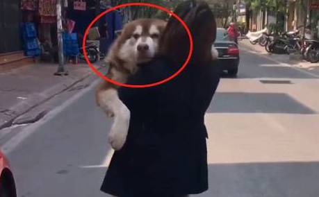 Nhờ bạn gái đưa chó Alaska béo phì đi bộ giảm cân, chủ khóc dở mếu dở khi thấy cảnh này