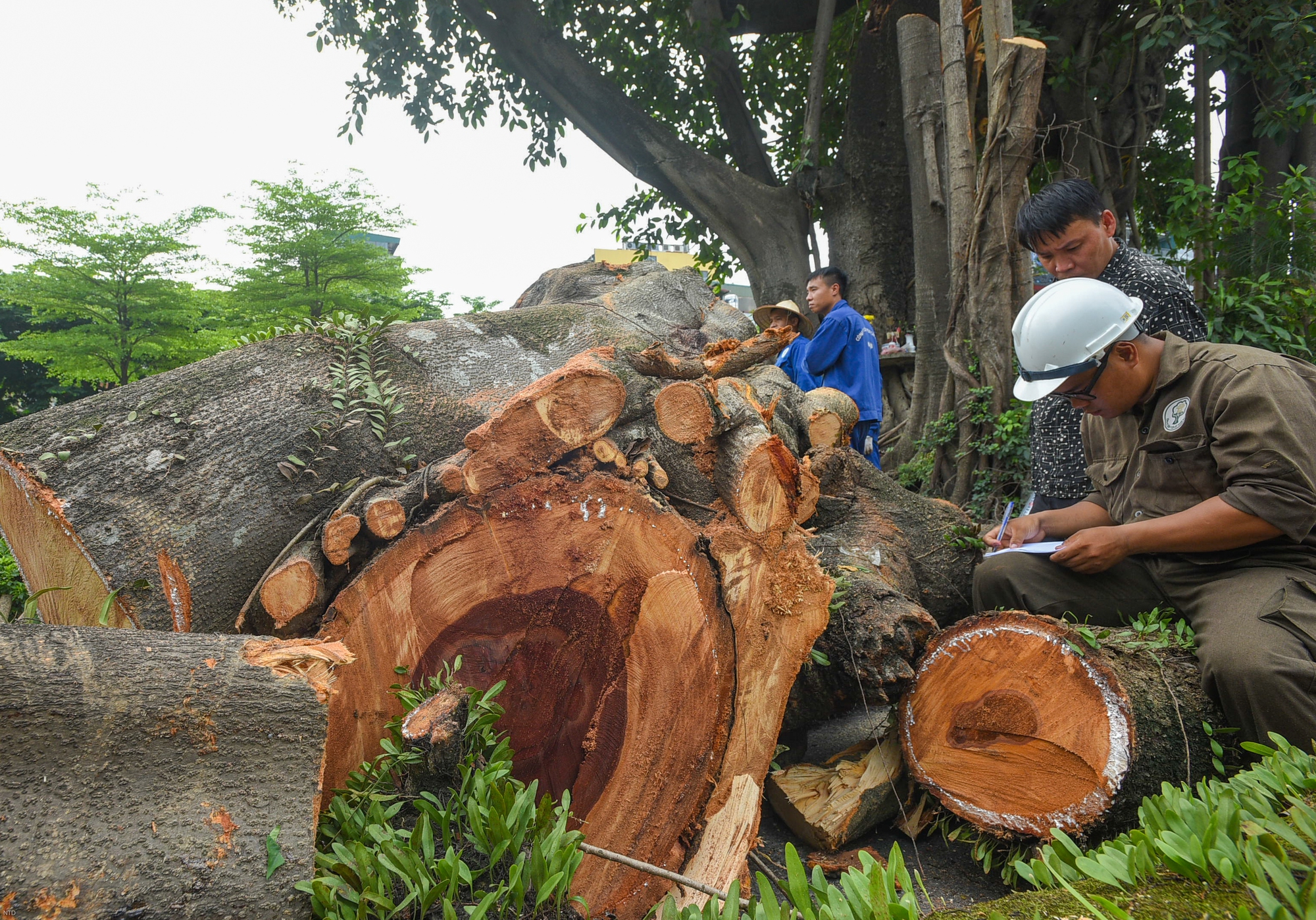 Cây đa trăm tuổi cổ nhất Thủ đô bất ngờ gãy cành, giao thông ùn tắc nghiêm trọng - Ảnh 3.