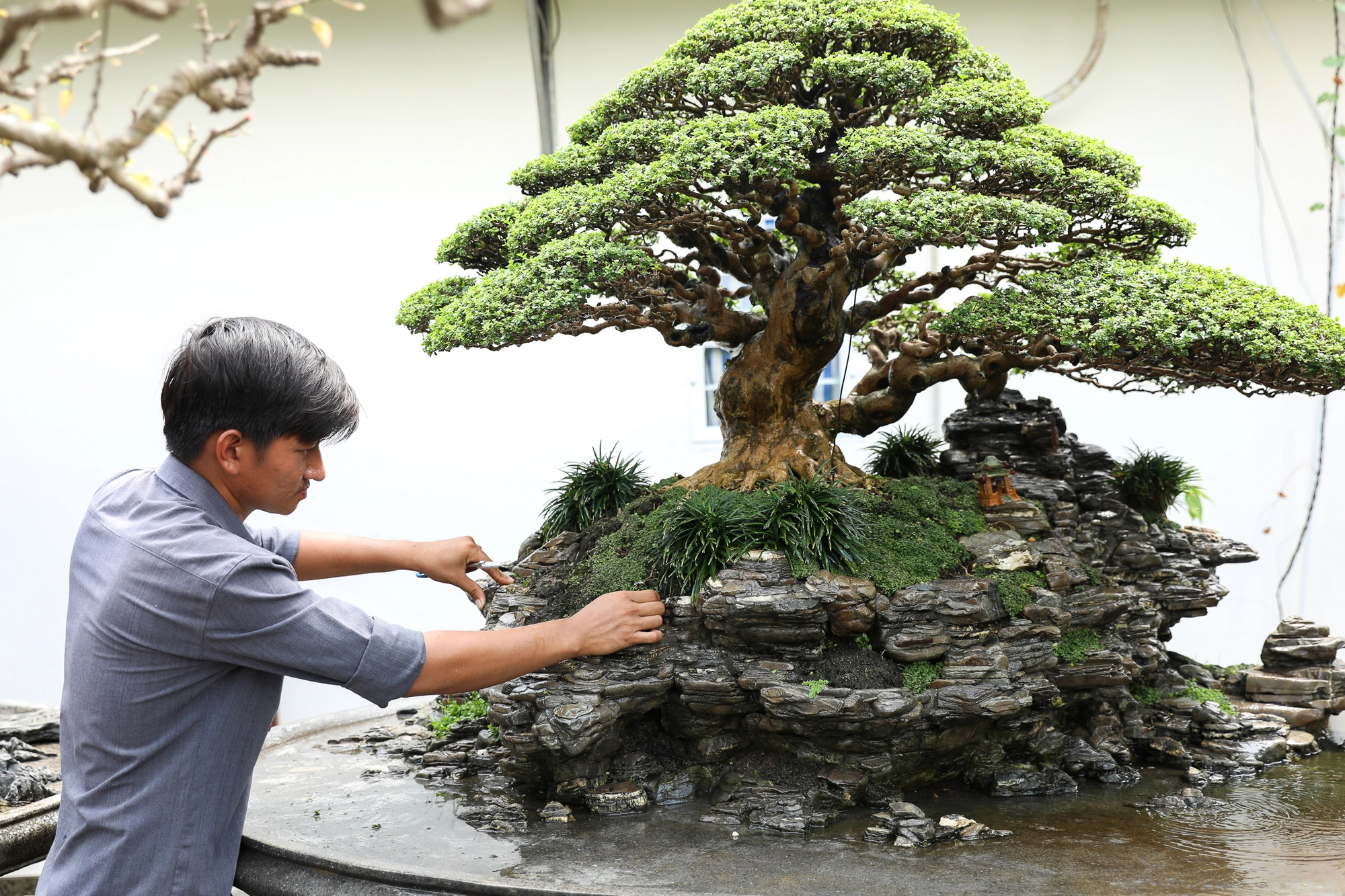 Nghệ nhân bonsai 9x kiếm tiền triệu mỗi ngày nhờ chăm cây tiền tỷ - Ảnh 4.