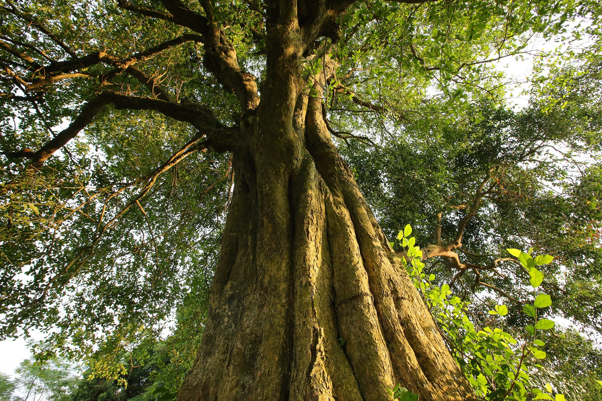 Những cây cổ thụ xanh tốt nghìn năm, thách thức thời gian ở thủ đô Hà Nội - Ảnh 10.